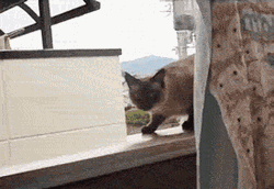 Epic To Infinity And Beyond Cat Jumping  GIF