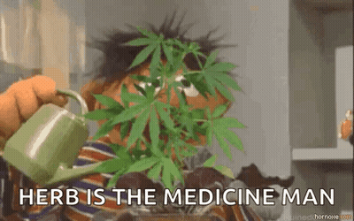 Ernie From Sesame Street Is Watering A Marijuana Plant With A Green Cup . GIF