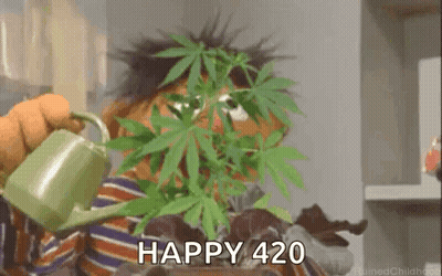 Ernie Sesame Street Watering Marijuana Plant Happy 420 GIF