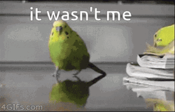 Escaping Bird On Exploding Area It Wasnt Me GIF