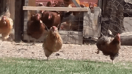 Escaping Chicken Run GIF