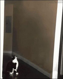 Et Or The Ufo Vacuumed The Cat GIF