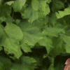 Etnia Barcelona Looking For Something  GIF