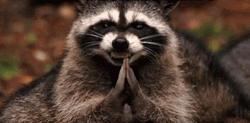 Evil Creepy Racoon Clapping Hands Round Of Applause  GIF