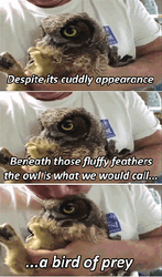 Evil Eye Bird Of Prey Meme GIF