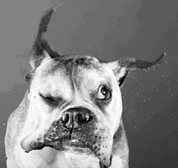 Evil Eye Roll Blink Dog GIF