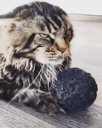 Evil Eye Stare Mad Cat GIF