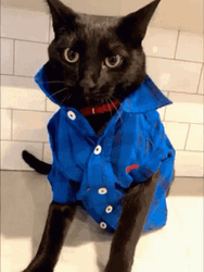 Evil Eye Wink Funny Cat GIF