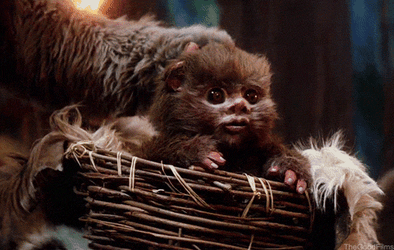 Ewok Baby On The Nest GIF