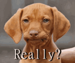 Exasperated Dog Really GIF