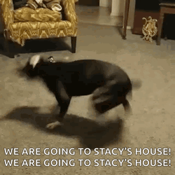 Excited Black Dog Chasing Tail Turning Around GIF