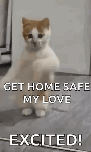 Excited Cat Saying Get Home Safe GIF