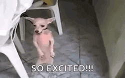 Excited Chihuahua Dog
