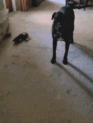 Excited Dog Black Terrier Circle GIF