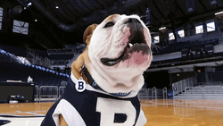 Excited Dog English Bulldog In A Court GIF