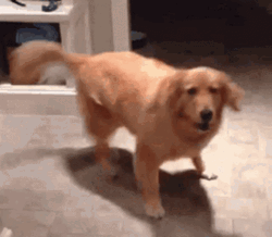 Excited Dog Golden Retriever Running In Circles GIF