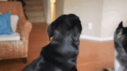 Excited Dog Interested GIF