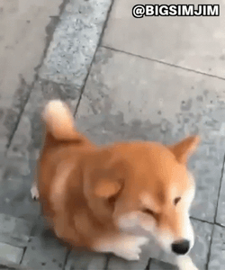 Excited Dog GIF