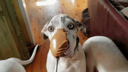 Excited Dog Licking Butter GIF