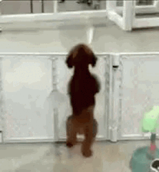 Excited Dog GIF