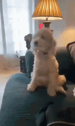 Excited Dog Maltese Front Tail GIF