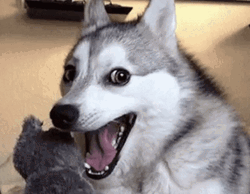 Excited Dog Open Mouth Husky GIF