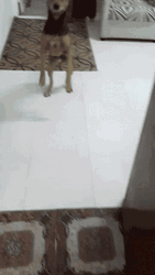 Excited Dog Puppy Front Leg Jump GIF