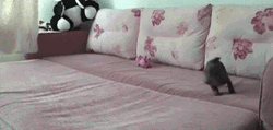 Excited Dog Puppy Running Around Bed GIF