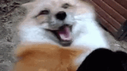 Excited Dog Red Fox Tickle GIF