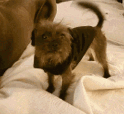 Excited Dog Yorkshire Terrier In Bed GIF