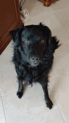 Excited Flat Coated Retriever Dog Surprise Jump GIF