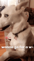 Excited For A Walk Dog Meme GIF