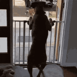 Excited Mexican Hairless Dog Wagging Hips GIF
