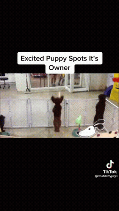 Excited Puppy Spots Owner GIF