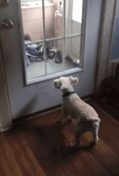 Excited Small White Dog Jumping At Door GIF