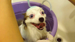 Excited Wet Dog GIF