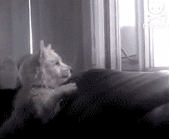 Excited White Dog Jump Off Couch GIF