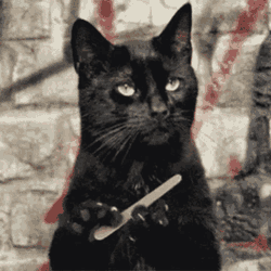 Excuse Me Cat GIF