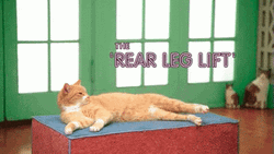 Exercise Cat Leg Lift