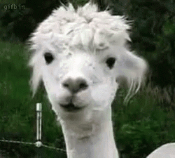 Exhausted Llama Chewing GIF