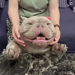 Exotic American Bully GIF