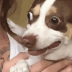 Eyes Popping Out Dog Startled GIF