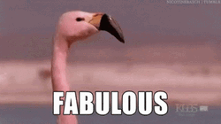 Fabulous Flamingo GIF