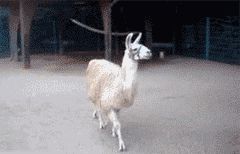 Fabulous Walk Alpaca GIF