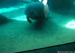 Face Flat On The Glass Manatee GIF