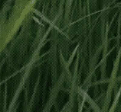 Fact Check Status Text GIF