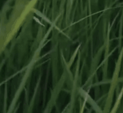 Fact Check Status True Statue GIF