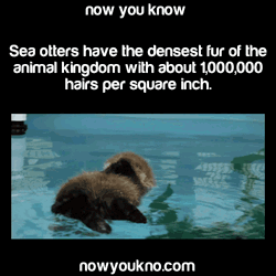Facts About Sea Otters GIF