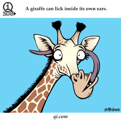 Facts Trivia About Giraffe  GIF