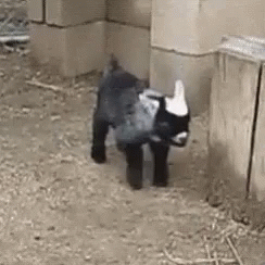 Fainting Goat GIF